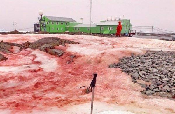 <br />
Учёные объяснили появление красного снега в Антарктиде<br />
