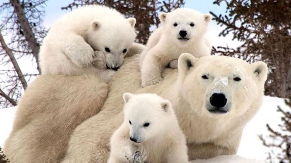 В России впервые проведут перепись белых медведей
