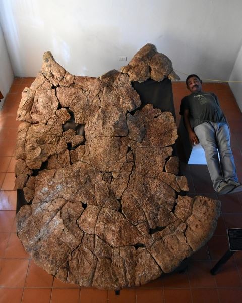 Обнаружена вымершая трехметровая черепаха с рогатым панцирем. Она весила больше тонны