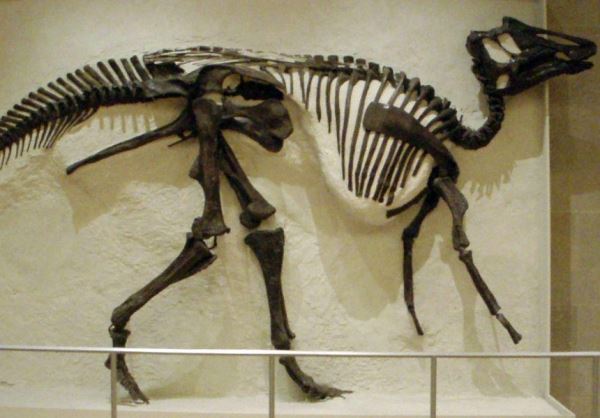 Учёные обнаружили у динозавра редкую человеческую форму рака