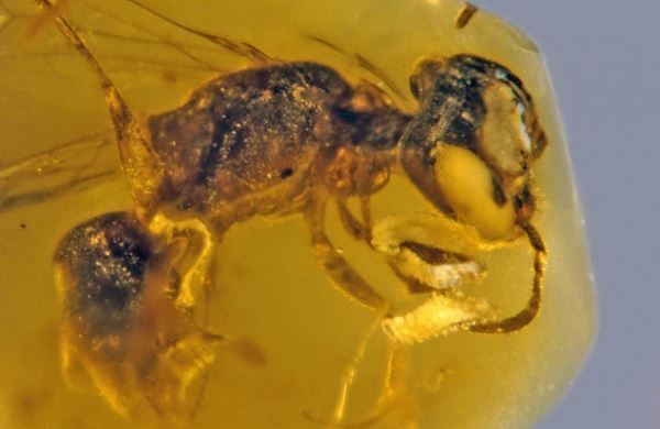 <br />
Найдена старейшая окаменелая пчела<br />

