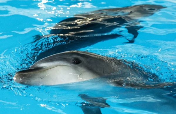 <br />
Учёные оценили ситуацию с численностью дельфинов в Чёрном море<br />
