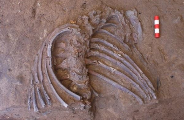 <br />
Находка в пещере Шанидар изменила мнение учёных о похоронах неандертальцев<br />
